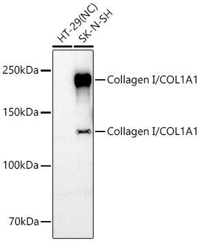 COL1A1 polyclonal antibody-Primary Antibodies-Bioworld Technology 